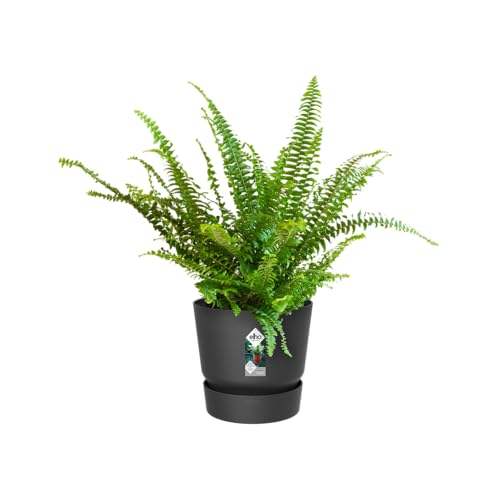 elho Greenville Easy Hanger 19.5 - Blumentopf für Balkon - 100% recyceltem Plastik - Ø 19.5 x H 23.7 cm - Schwarz/Living Schwarz