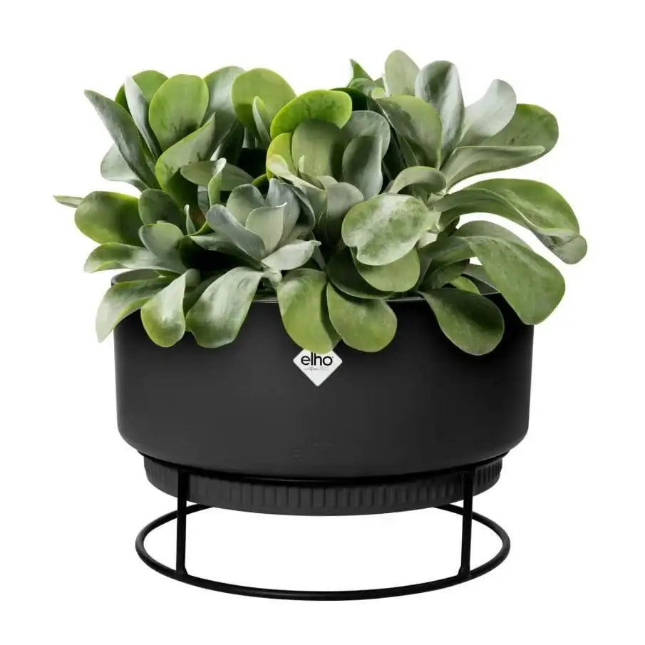 Moderne Elho B. for Studio Pflanzschale 30 cm in Living Black. Ideal für Zimmerpflanzen, wasserdicht & stilvoll.